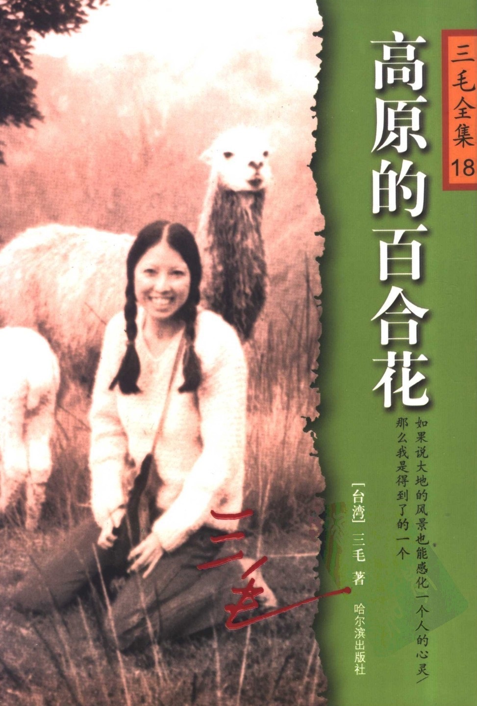 高原的百合花